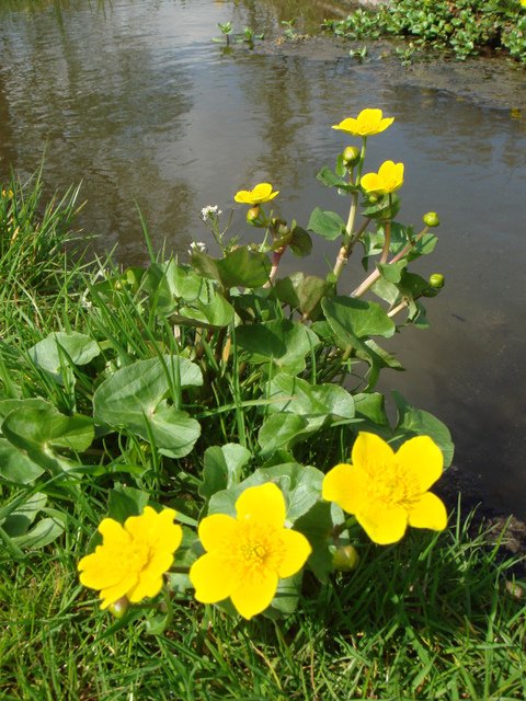 Caltha palustris (2)